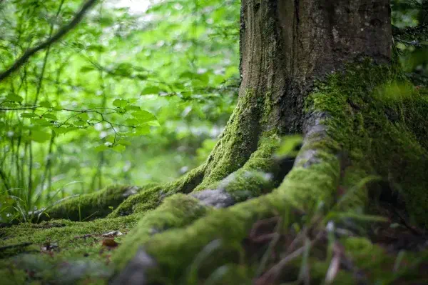 Moss-covered tree roots in a green forest